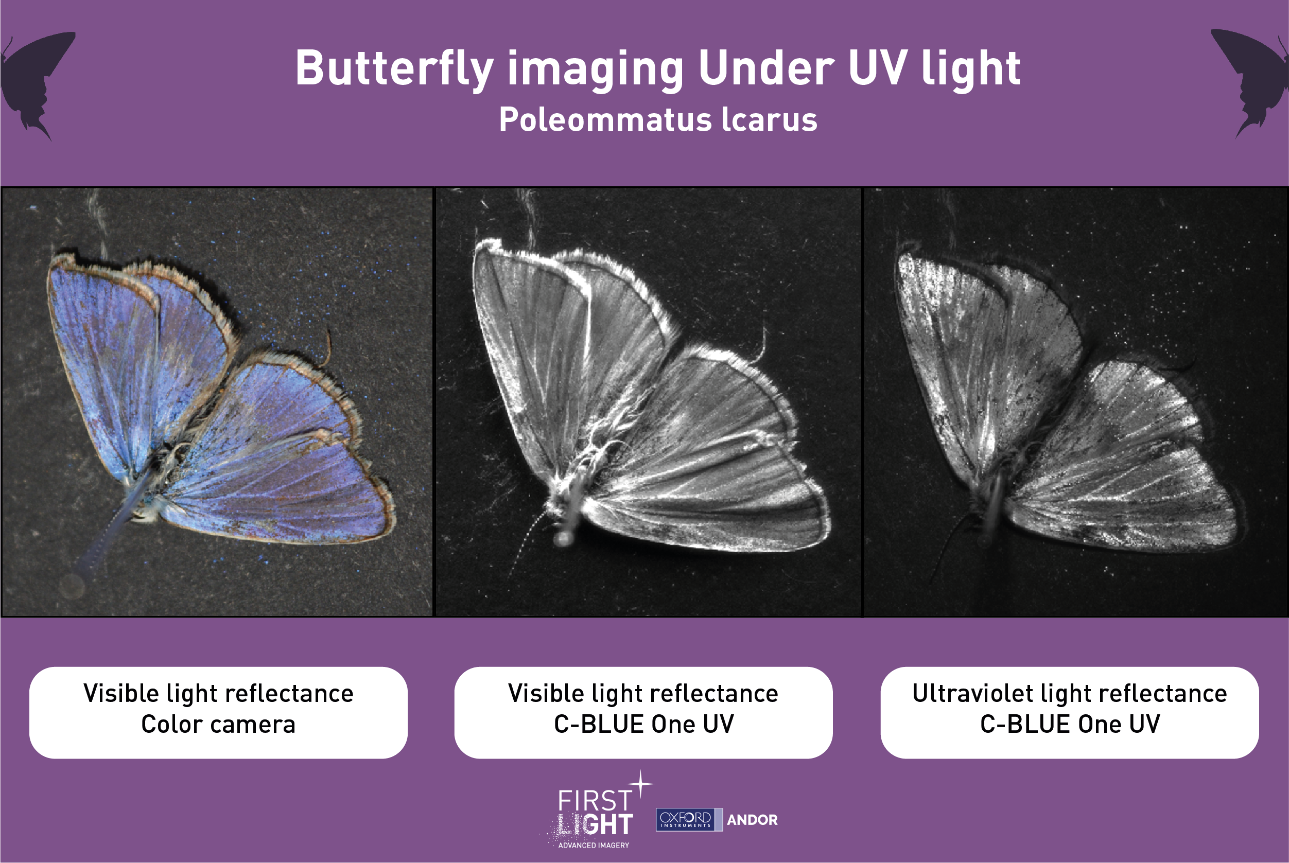 BUTTERFLY IMAGING UNDER UV LIGHT