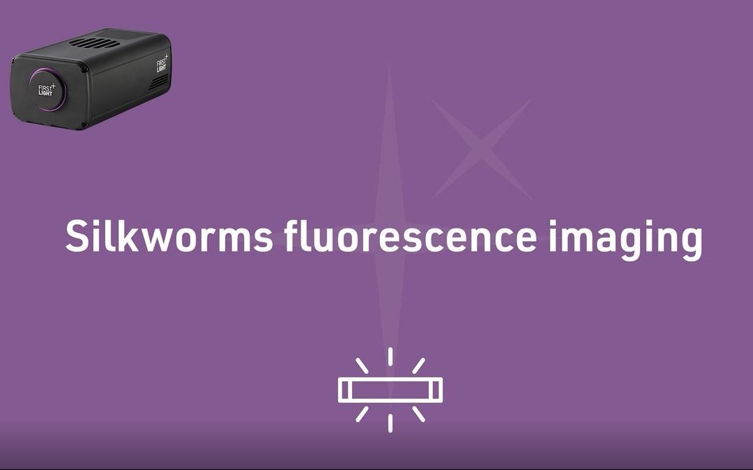 SWIR Fluorescence imaging of silkworms